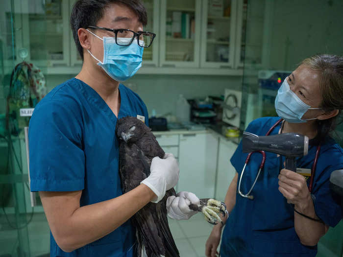 Following the procedure, nurses kept the bird warm as it recovered from anesthesia.