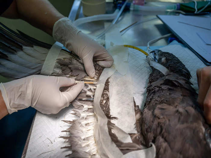 The bird was kept under anesthesia while undergoing the hours-long procedure.