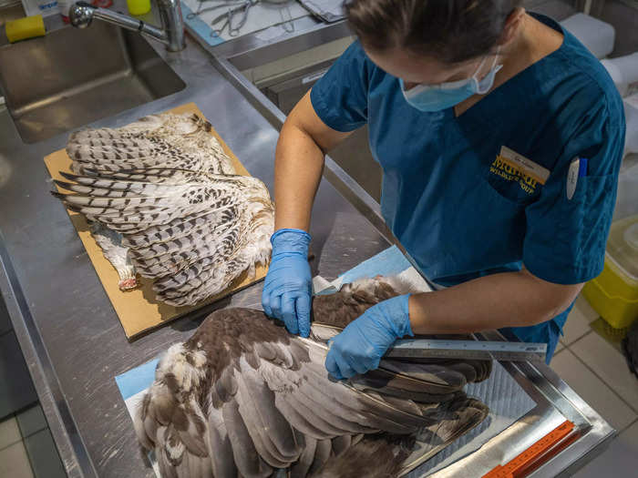 Here, a vet measures the feathers on a pair of donor wings to decide whether to use them on the hawk.