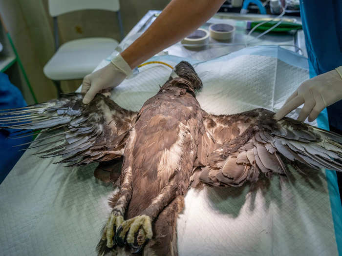 To repair its broken wings, vets used a technique called imping.