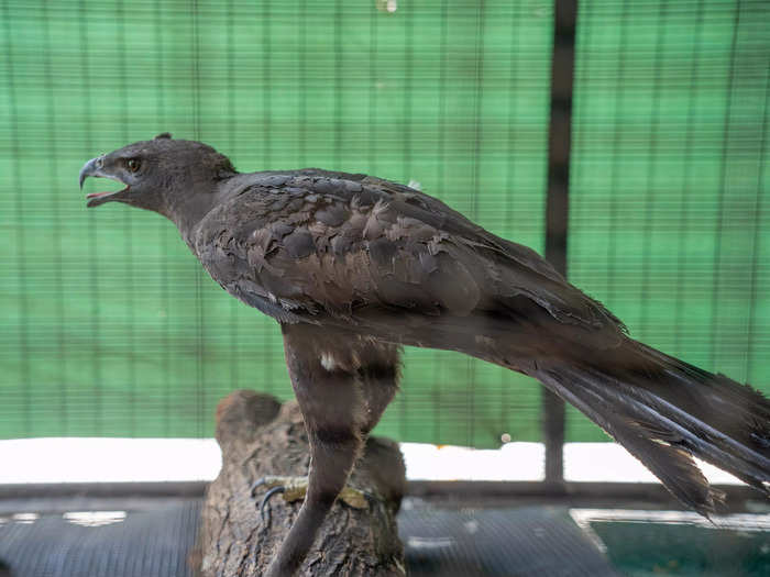 The hawk-eagle was found with burned feathers and taken in by Singapore