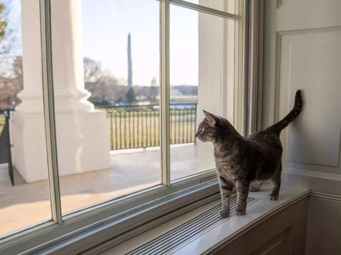 Willow will share the White House with the Bidens