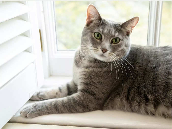 In January, the Bidens announced that their highly anticipated cat, a 2-year-old tabby named Willow, had finally joined them at the White House.