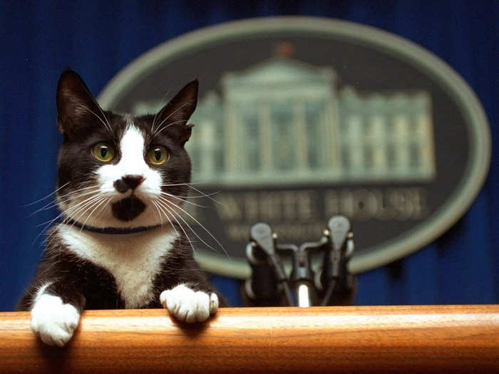 A White House staffer lifted Socks up to the podium in the briefing room in 1994.