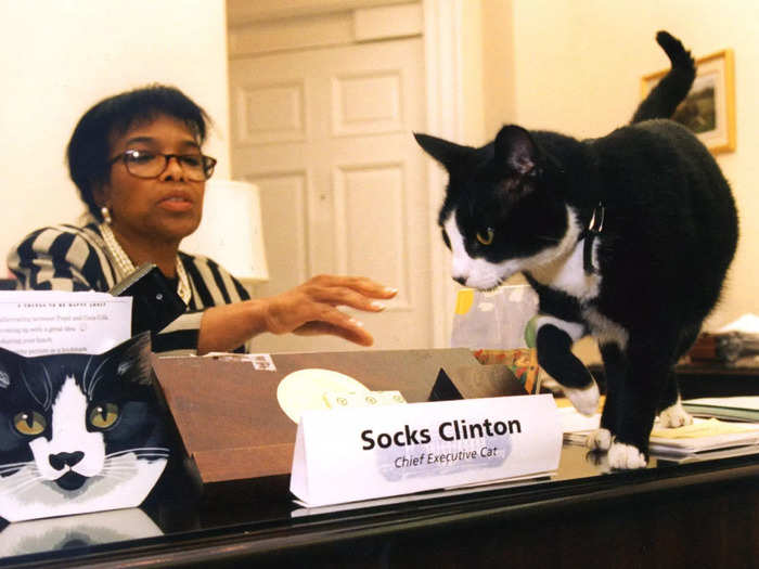 The Clintons had a cat named Socks, who became something of a celebrity with frequent media appearances.