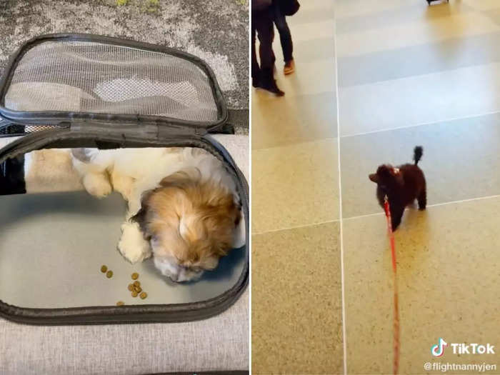 Prior to boarding, Kopczynski will let the dog out of its carrier, she said. She