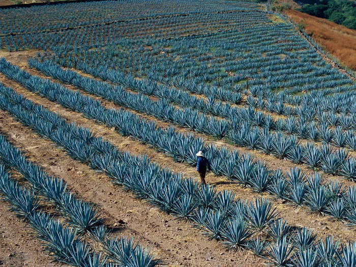 One way of determining high-quality tequila is if it says "100% agave" on the label, Deano Moncrieffe, owner of London-based agaveria Hacha, a bar that serves agave-based spirits like tequila and mezcal, told Insider. That