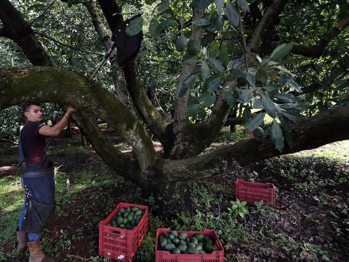 Michoacan is one of the few places in the world where avocados grow all year round.