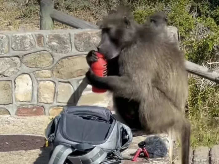 He posted a video of a monkey appearing to steal PRIME from his bag.