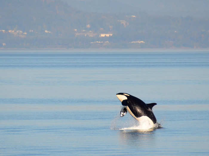 The Boeing 737 MAX 9 jet features the powerful orca whale, which has been a symbol of the West Coast for thousands of years and a prominent figure in many native cultures and belief systems.