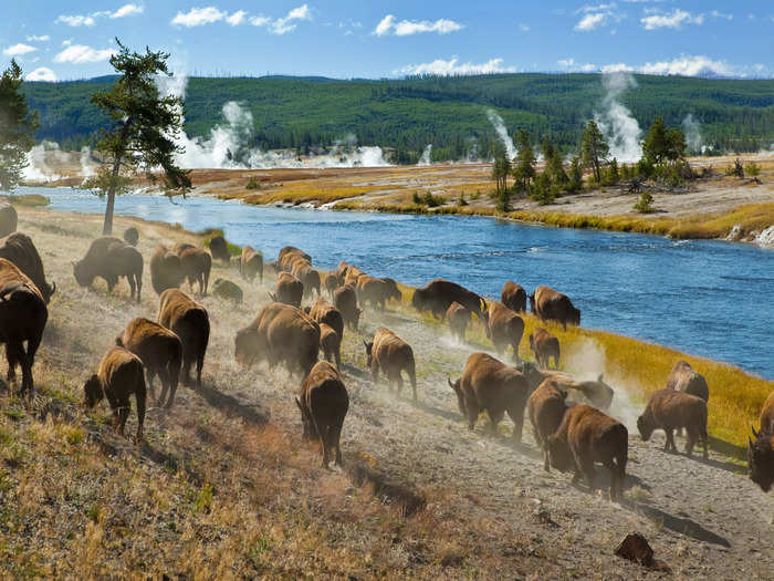 The park is the only place in the US where bison have lived continuously since prehistoric times, according to the NPS.