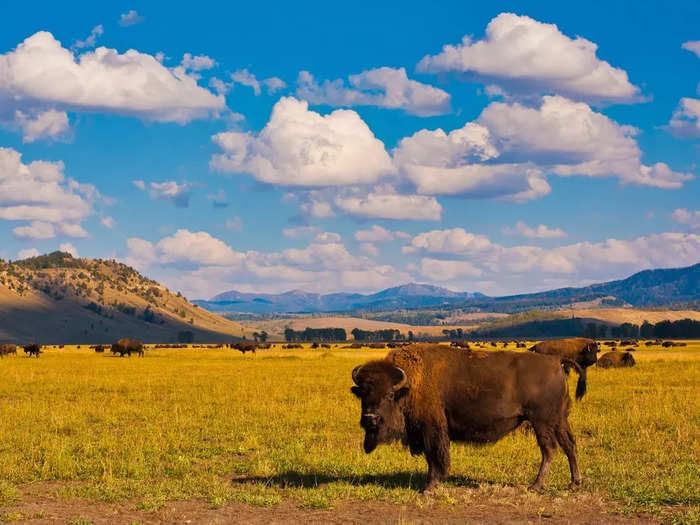 Fifteen percent of the park is covered by grassland.