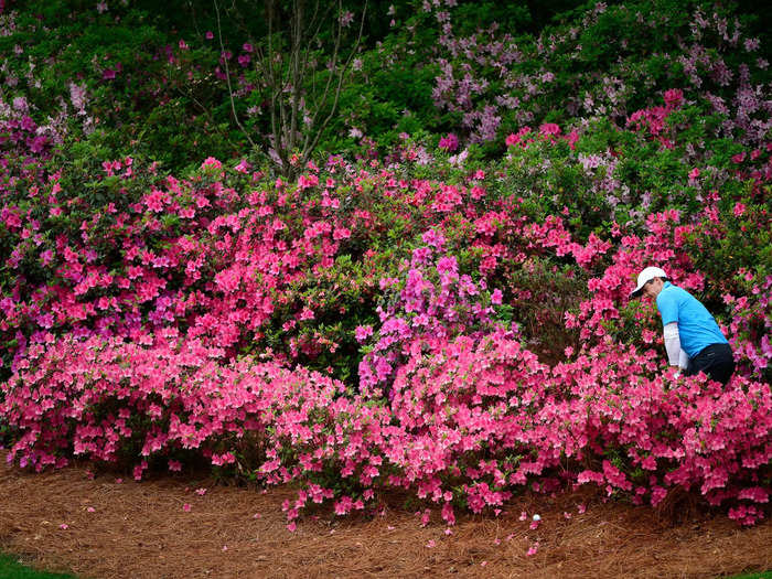 There is an odd myth that the grounds crew at Augusta packs the azalea plants with ice if spring comes early. The idea is that this will keep the plants from flowering too soon before the tournament.