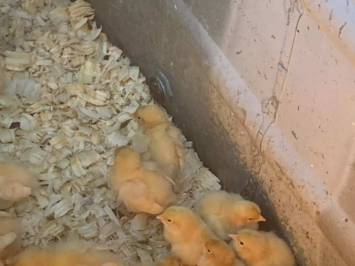 The chicks and rabbits are definitely the highlight of the entire store.