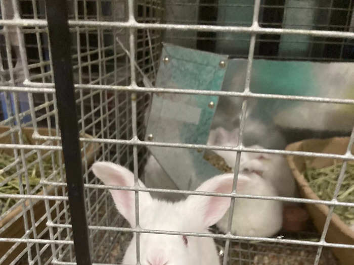 There are also a variety of bunny rabbits kept in cages nearby, as well.