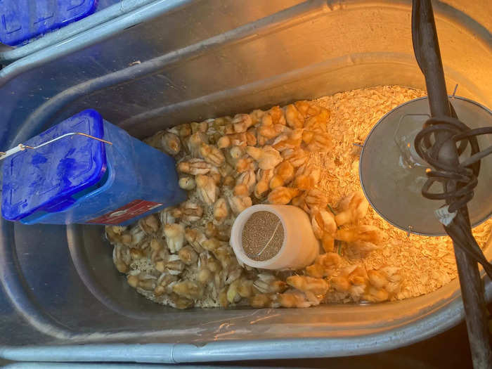 The chicks are clustered around food dispensers, beneath heat lamps keeping them warm.