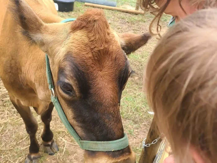 So, they gave the cows to a nearby farm.