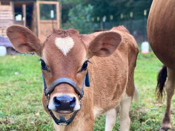 Cows eat about 25 pounds of hay a day, so it