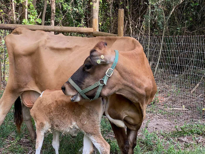 They had named the cows Patsy Cline and Dolly Parton -- a Standing Pine tradition of naming animals after famous people.