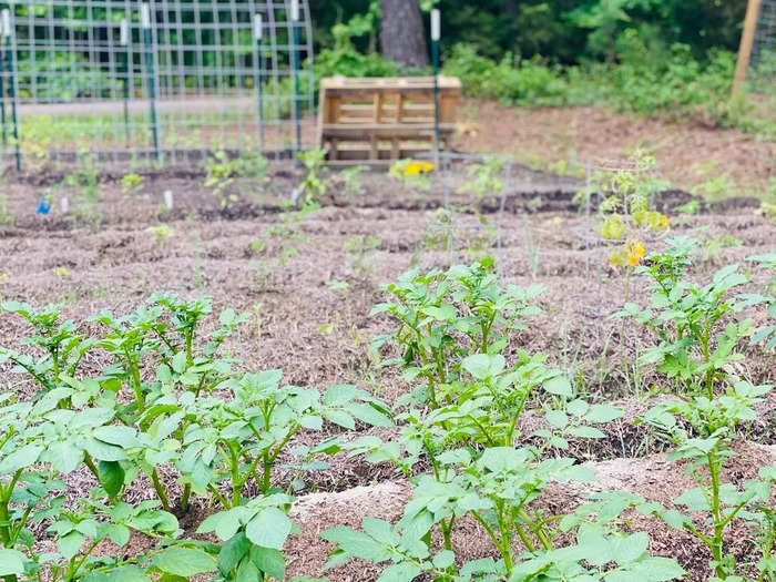 Cidni estimates they are about 30% self-sufficient on the homestead with a garden, livestock, and a backup heater and generator.