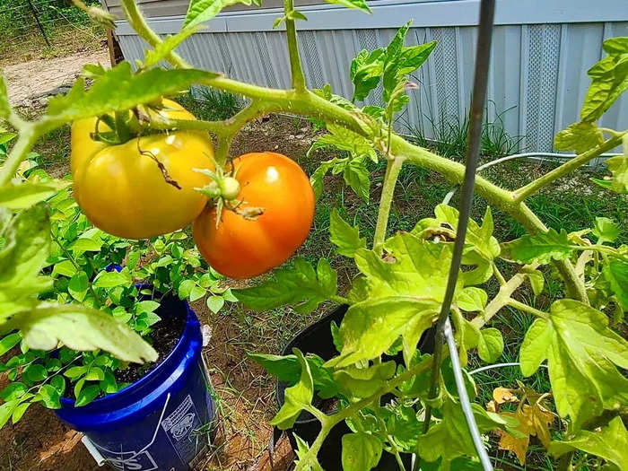 Homesteaders will often forage or grow herbs, garden and raise crops, and take care of livestock.