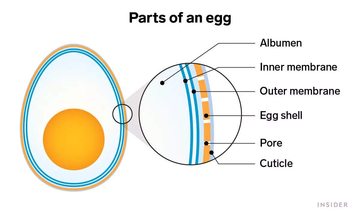 Cross section of a chicken egg