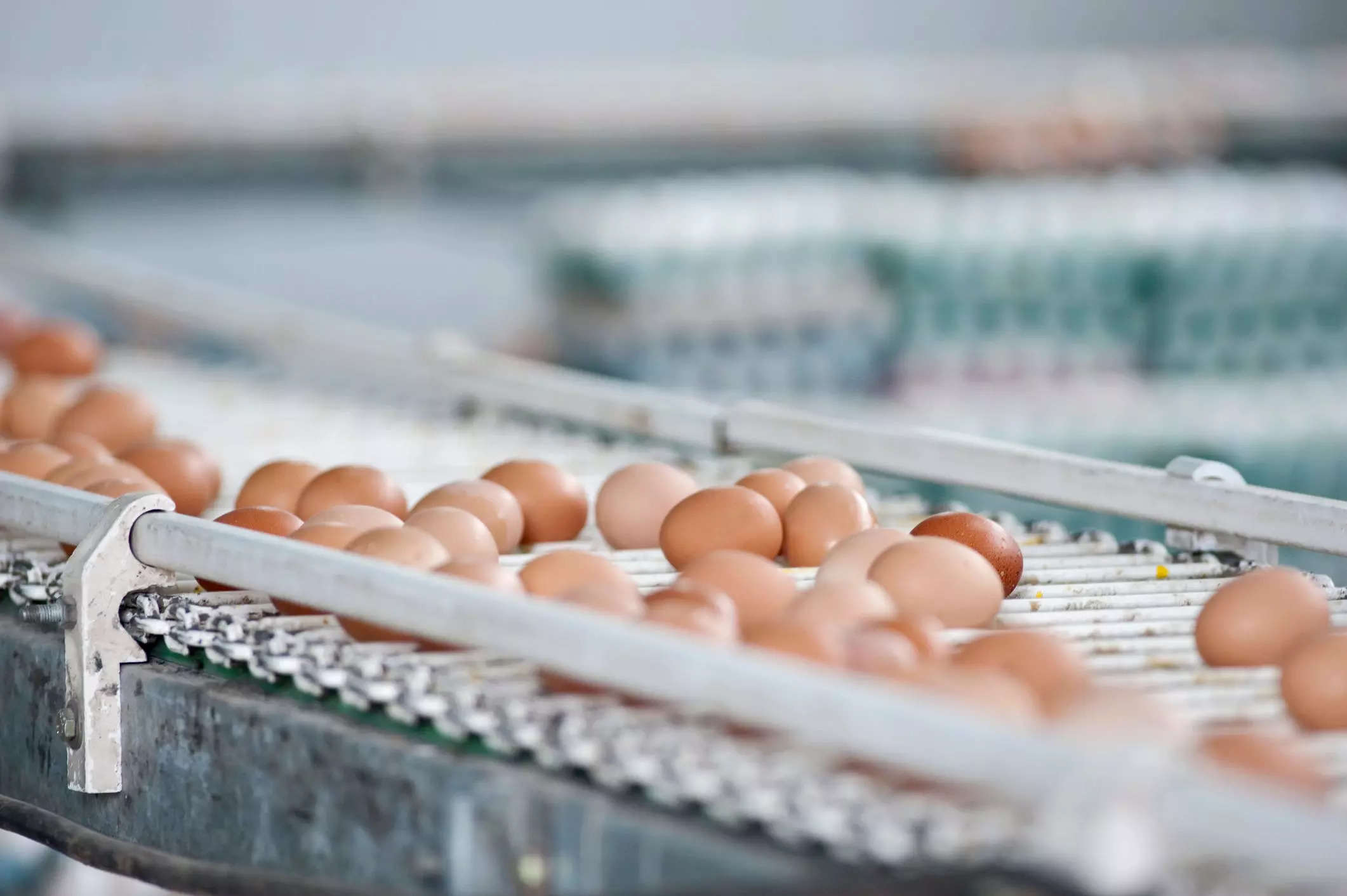 Eggs on a commercial production line.