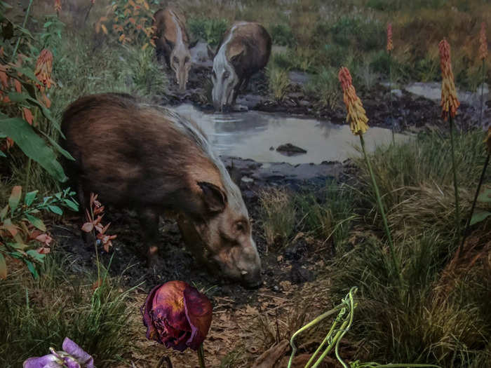 The background has wild boar near a water hole. Foreground has a vase with dead and wilted flowers.