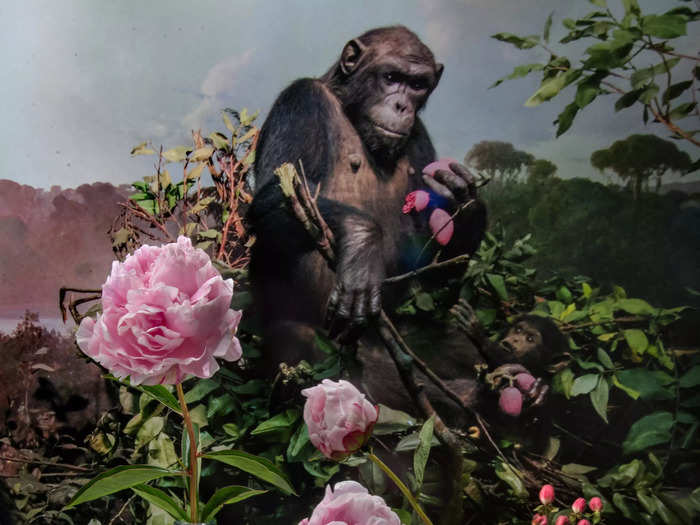 The background has a chimpanzee eating a fruit in a jungle scene. Foreground has three vases with pink flowers and tree branches.