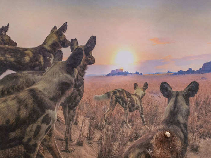 The background has some Hyenas in a dessert landscape looking away to sunset. In the foreground a rumpled fabric with a dead flowers, a fake cactus and a single antler.