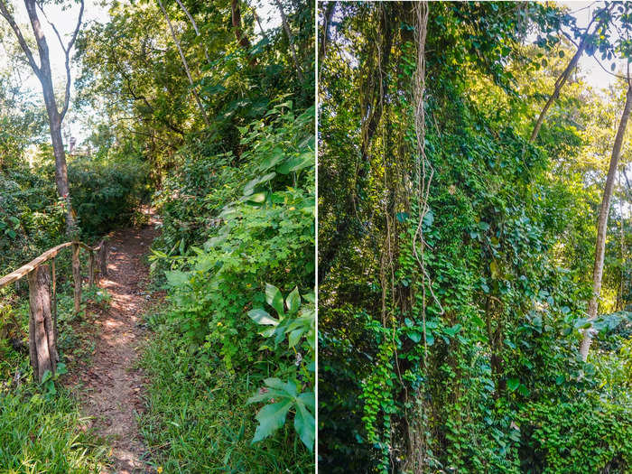 The jungle terrain was lush and shaded with rich green grass, leaves, and vines. It was beautiful.