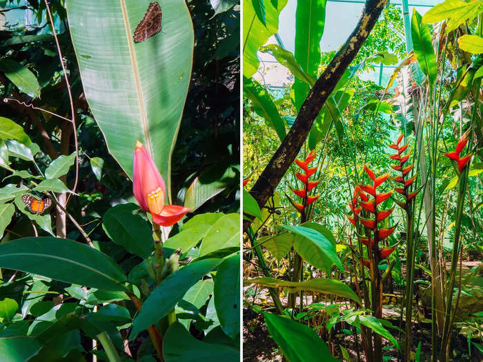 Here, I observed more butterflies at once than ever before. Different species fluttered around the enclosed natural space, and I also noticed plants I