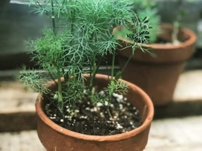 You might pay a couple of dollars for a pack of herbs at the store, or "you can grow half a bushel for $3," she said.