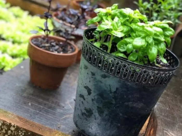 The basil on the right is in a cracked trash can she repurposed. She said people in her area use old newspapers to nurse seeds.