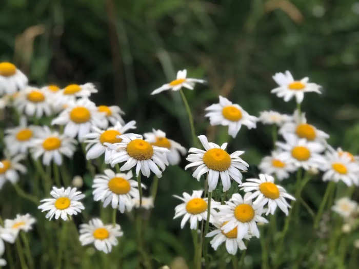 Shallon said she comes from a lineage of herbal medicine "granny women," (though they do believe in modern medicine too, she noted). This weed, an Oxeye daisy, is said to be good for respiratory infections.