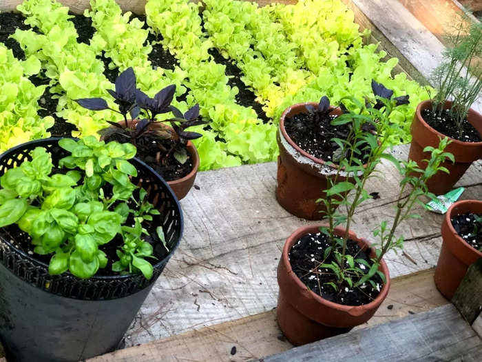 "They kind of grow themselves and thrive on neglect," she added (besides basil, which does need consistent water and some pruning.)