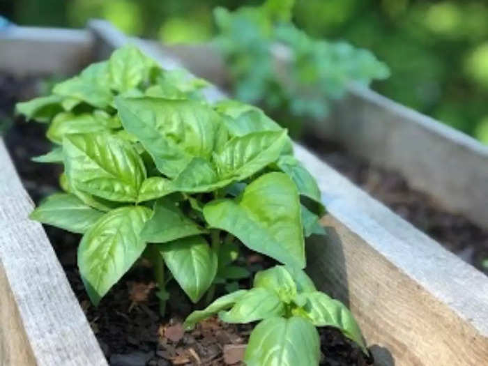 Shallon, a homesteader in Appalachia whose family has been foraging, gardening, and hunting, for generations says her beginner tip is: grow herbs.