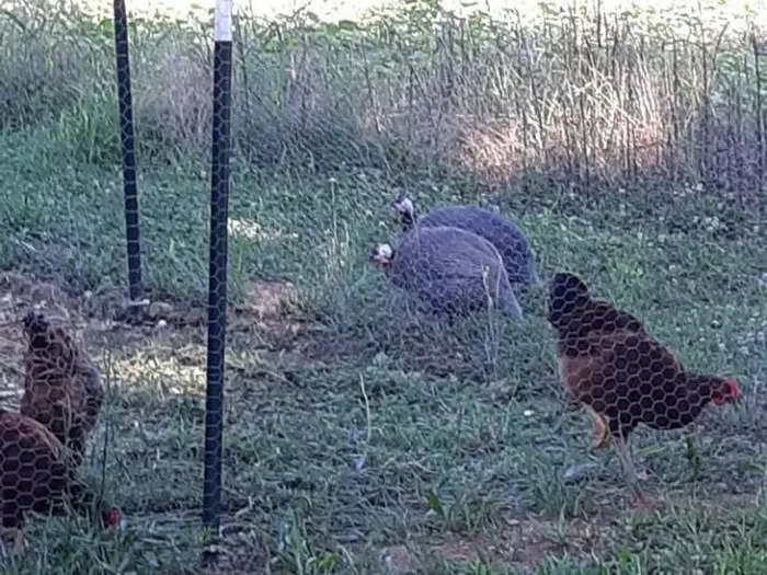 If you only have a little bit of space, you can get two birds, she said. They can live in a dog kennel or even a baby pen.