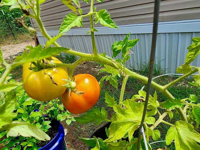 A few plants can produce many tomatoes, especially in bright sunlight. Just make sure to water them early in the morning or at night, so they don’t scorch, Cidni advised.