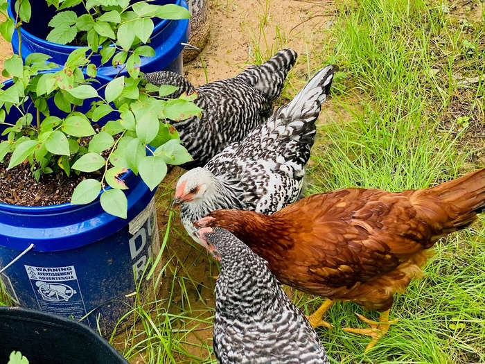 Tomatoes also take well to bucket or container gardening, advised Cidni, the homesteader in East Texas.