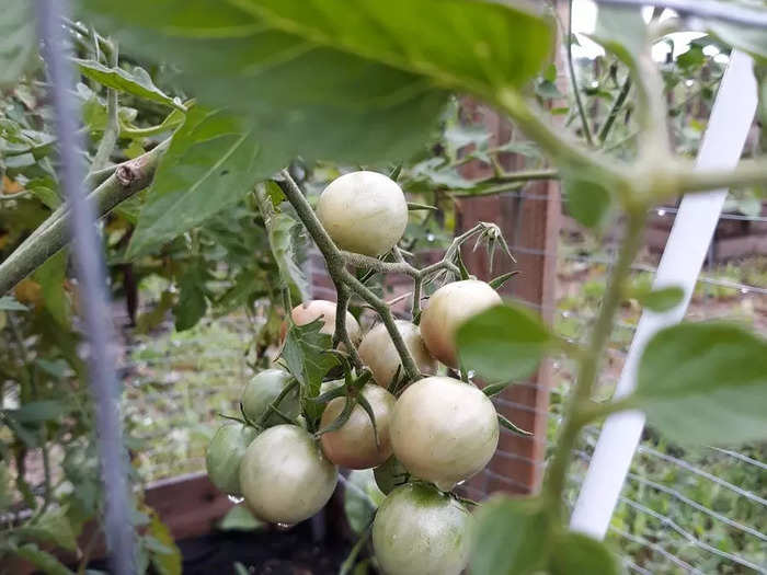 Tomatoes are the classic homesteader