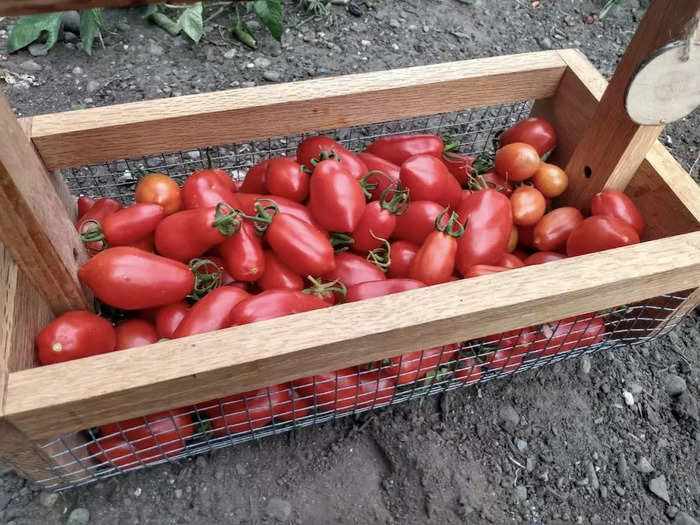 But it varies. Another homesteader, Alliyah Perry of The Green Gardens Homestead in Washington, told Insider previously she saved about $3,000 last year on groceries for her family. "There was a few months in the summer… where we just did not got to the grocery store at all." she said.