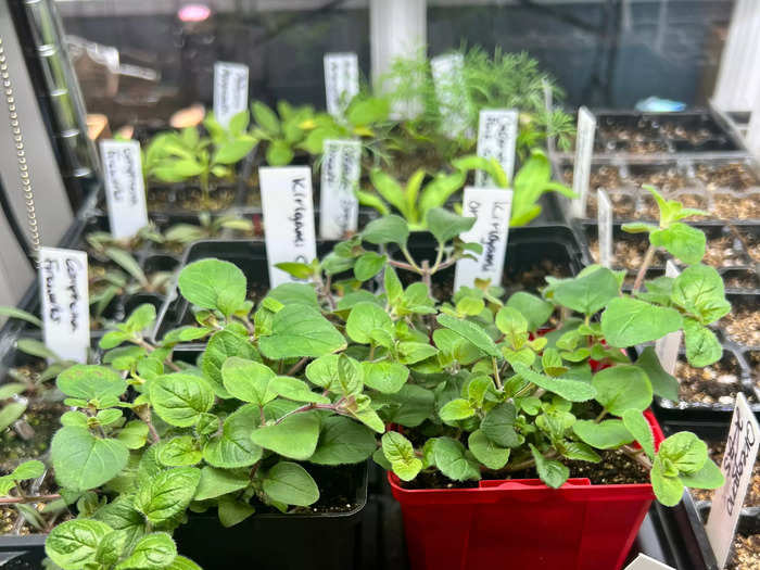 She said she bought grow-lights for her seedlings on clearance from Walmart and uses the app Honey to alert her to price drops for items she needs to garden.