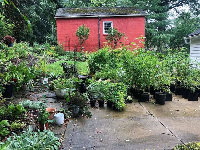 Evans said she grew the tomato plants in bottom right with felt bags she got for a few dollars each on Amazon.