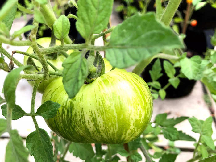 People love to jump into a crop because it looks cool (like this zebra tomato, which is striped even when it