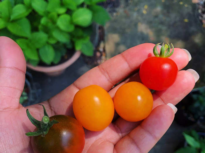 They grow crops like melons or tomatoes at homesteads of varying sizes.