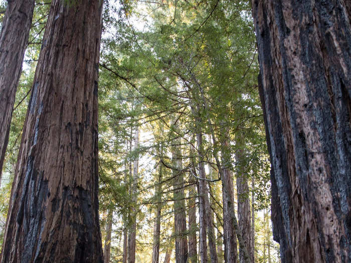 Grizzly Creek Redwoods State Park is one of the many forests they filmed in.