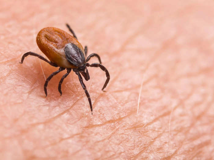 Lyme disease is the most common tick-borne illness in the US, and it