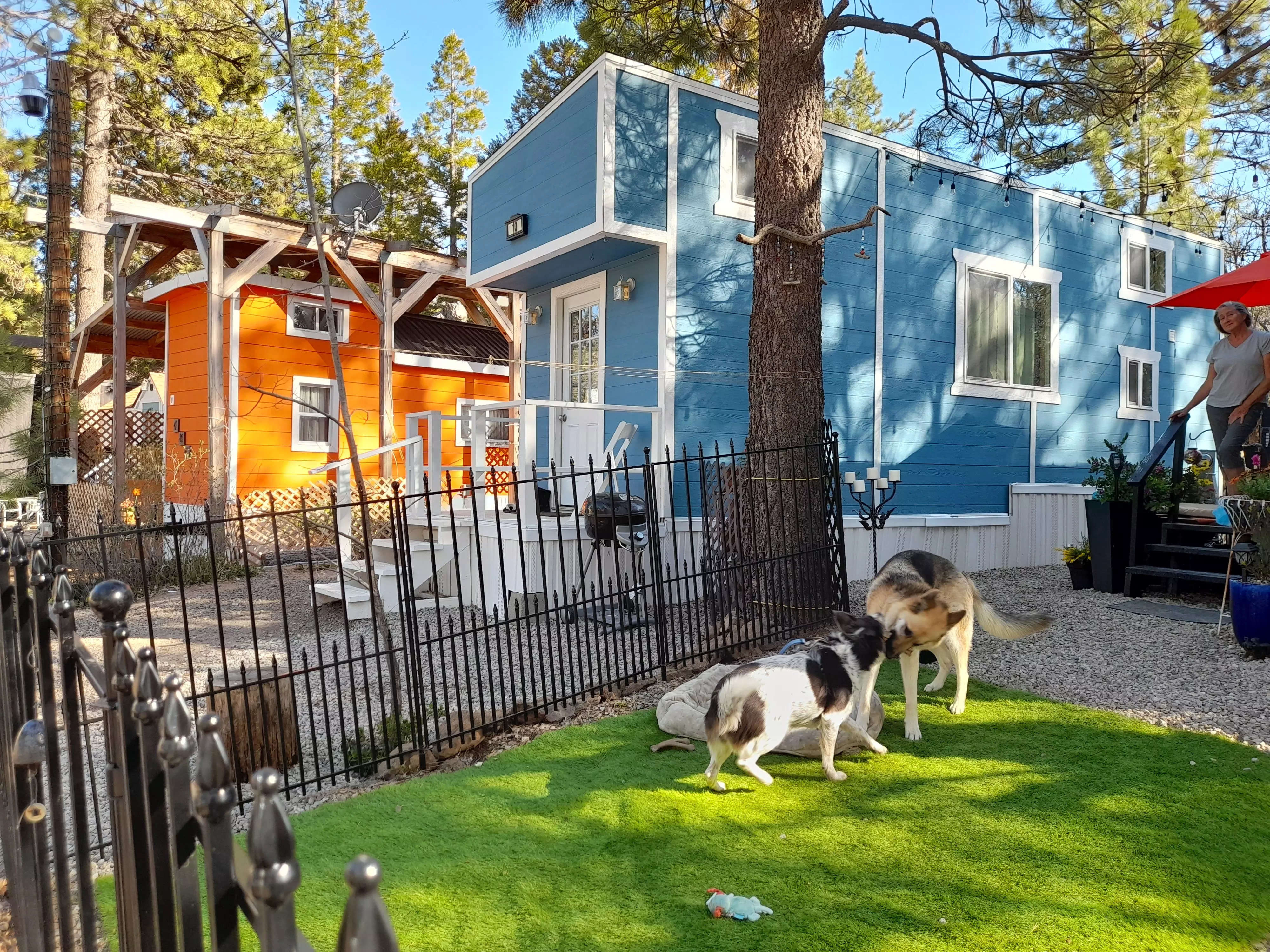 a tiny home yard with turf and dogs playing