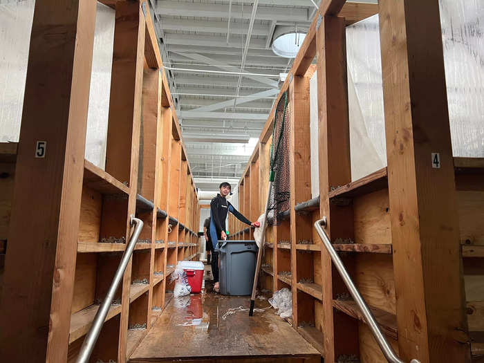 Before sorting, the shrimp are killed in cold water and die within a minute, which Sutton said is the most humane method and the best way to preserve quality.